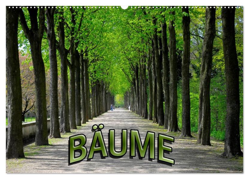 Bäume 2026 (Wandkalender 2026 DIN A2 quer) CALVENDO Monatskalender