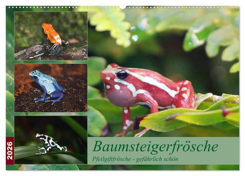 Baumsteigerfrösche. Pfeilgiftfrösche - gefährlich schön (Wandkalender 2026 DIN A2 quer) CALVENDO Monatskalender