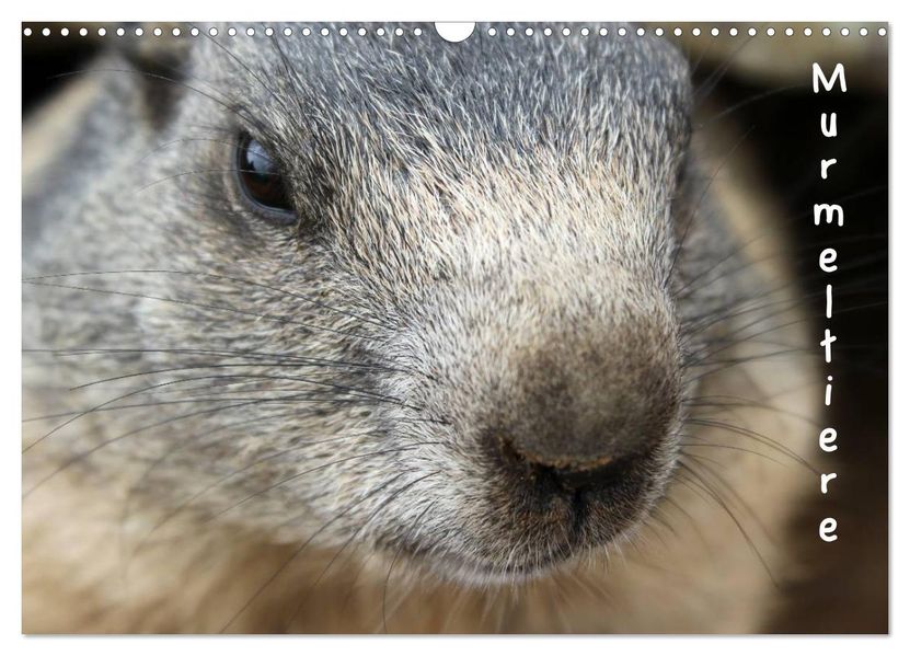 Murmeltiere (Wandkalender 2026 DIN A3 quer) CALVENDO Monatskalender