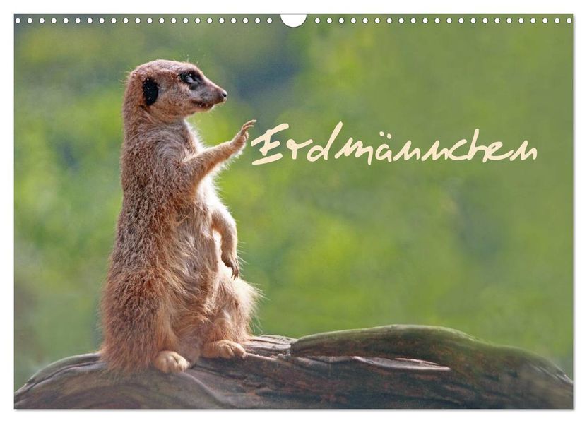 Erdmännchen (Wandkalender 2026 DIN A3 quer) CALVENDO Monatskalender