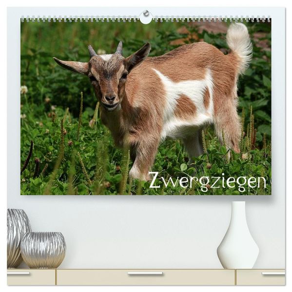 Zwergziegen (hochwertiger Premium Wandkalender 2026 DIN A2 quer) Kunstdruck in Hochglanz