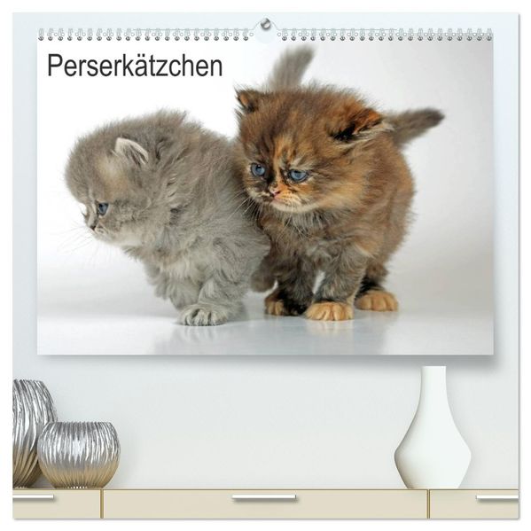 Perserkätzchen (hochwertiger Premium Wandkalender 2026 DIN A2 quer) Kunstdruck in Hochglanz