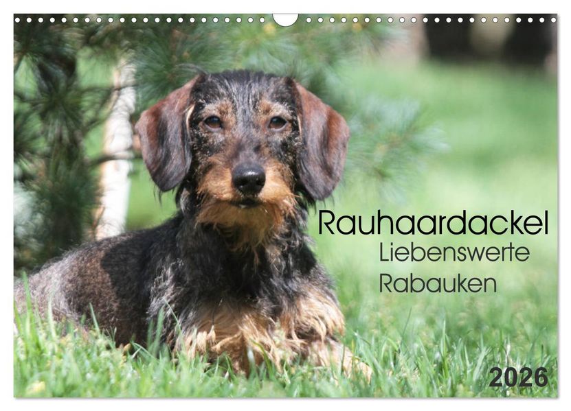 Liebenswerte Rabauken - Rauhaardackel (Wandkalender 2026 DIN A3 quer) CALVENDO Monatskalender