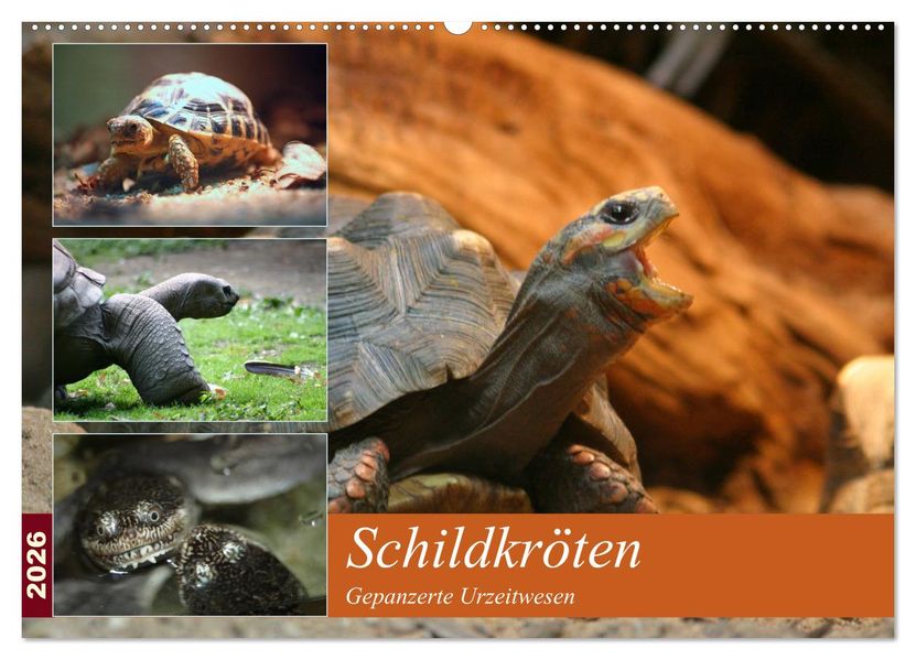 Schildkröten - Gepanzerte Urzeitwesen (Wandkalender 2026 DIN A2 quer) CALVENDO Monatskalender