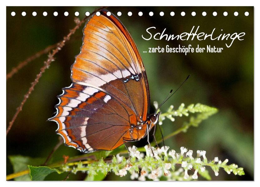 Schmetterlinge - zarte Geschöpfe der Natur (Tischkalender 2026 DIN A5 quer) CALVENDO Monatskalender
