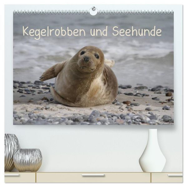 Kegelrobben und Seehunde (hochwertiger Premium Wandkalender 2026 DIN A2 quer) Kunstdruck in Hochglanz