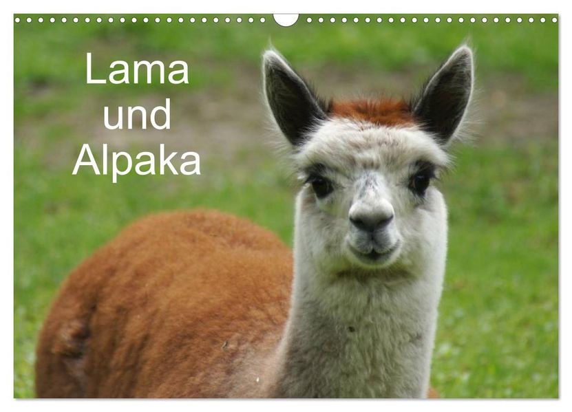 Lama und Alpaka (Wandkalender 2026 DIN A3 quer) CALVENDO Monatskalender