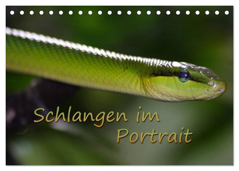 Schlangen im Portrait (Tischkalender 2026 DIN A5 quer) CALVENDO Monatskalender