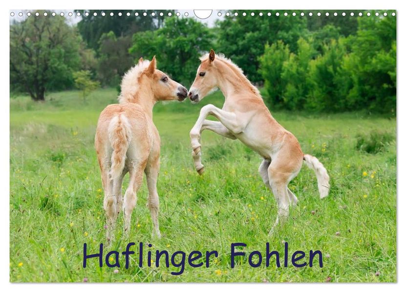 Haflinger Fohlen (Wandkalender 2026 DIN A3 quer) CALVENDO Monatskalender