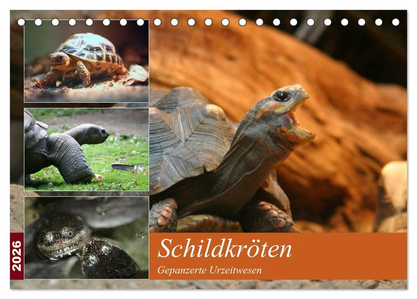 Schildkröten - Gepanzerte Urzeitwesen (Tischkalender 2026 DIN A5 quer) CALVENDO Monatskalender