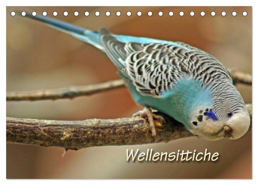 Wellensittiche (Tischkalender 2026 DIN A5 quer) CALVENDO Monatskalender