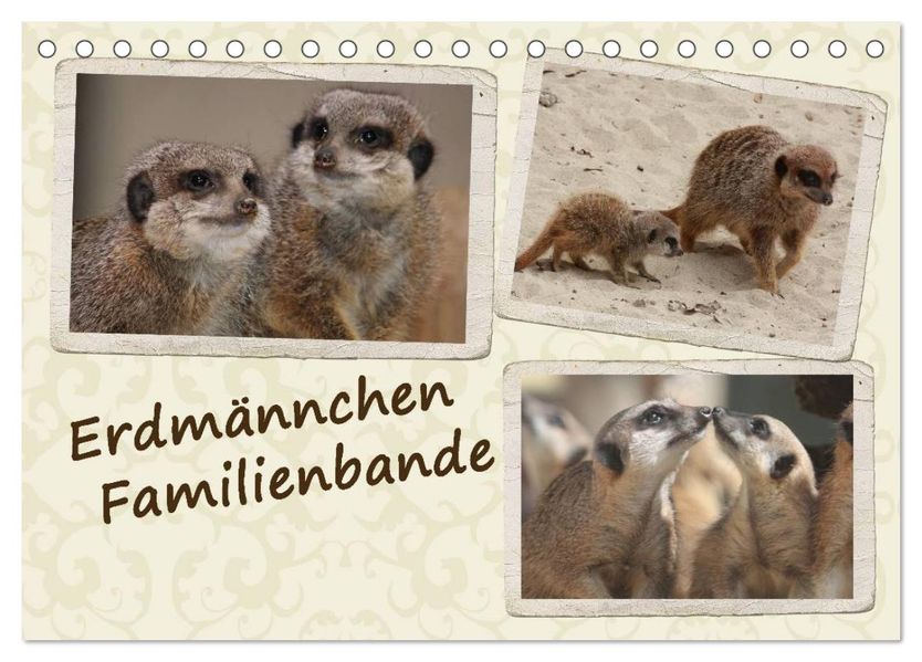 Erdmännchen Familienbande (Tischkalender 2026 DIN A5 quer) CALVENDO Monatskalender