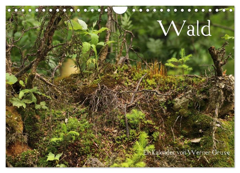 Wald (Wandkalender 2026 DIN A4 quer) CALVENDO Monatskalender