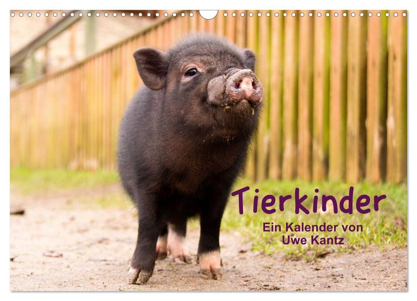 Tierkinder (Wandkalender 2026 DIN A3 quer) CALVENDO Monatskalender