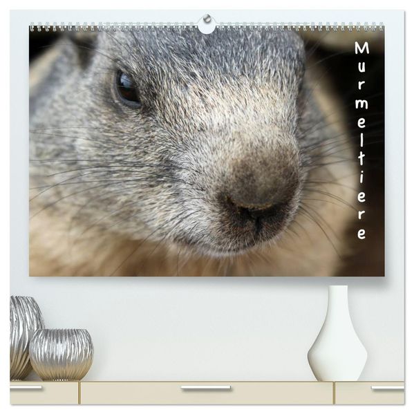Murmeltiere (hochwertiger Premium Wandkalender 2026 DIN A2 quer) Kunstdruck in Hochglanz