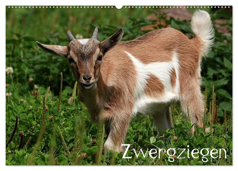 Zwergziegen (Wandkalender 2026 DIN A2 quer) CALVENDO Monatskalender
