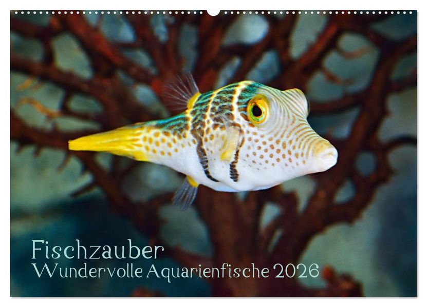 Fischzauber - Wundervolle Aquarienfische (Wandkalender 2026 DIN A2 quer) CALVENDO Monatskalender