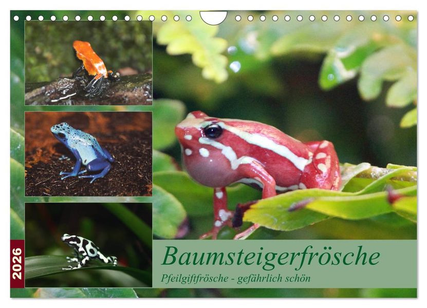 Baumsteigerfrösche. Pfeilgiftfrösche - gefährlich schön (Wandkalender 2026 DIN A4 quer) CALVENDO Monatskalender