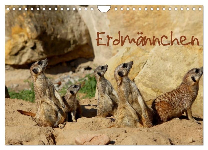 Erdmännchen (Wandkalender 2026 DIN A4 quer) CALVENDO Monatskalender