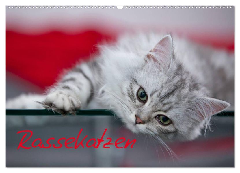 Rassekatzen (Wandkalender 2026 DIN A2 quer) CALVENDO Monatskalender