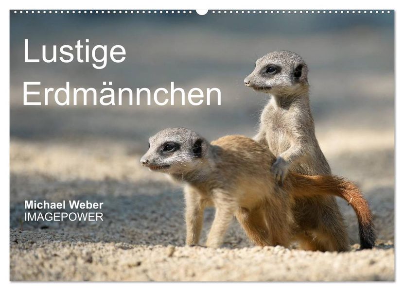 Lustige Erdmännchen (Wandkalender 2026 DIN A2 quer) CALVENDO Monatskalender