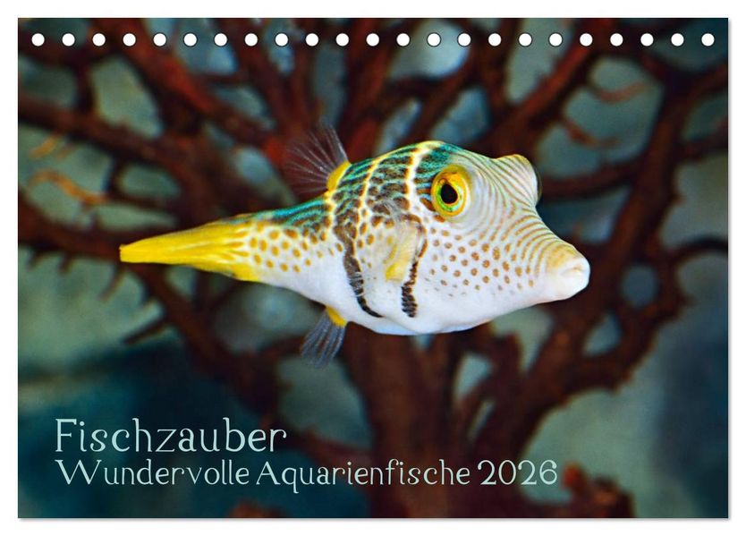 Fischzauber - Wundervolle Aquarienfische (Tischkalender 2026 DIN A5 quer) CALVENDO Monatskalender