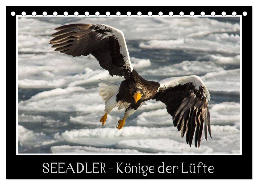 Seeadler - Könige der Lüfte (Tischkalender 2026 DIN A5 quer) CALVENDO Monatskalender