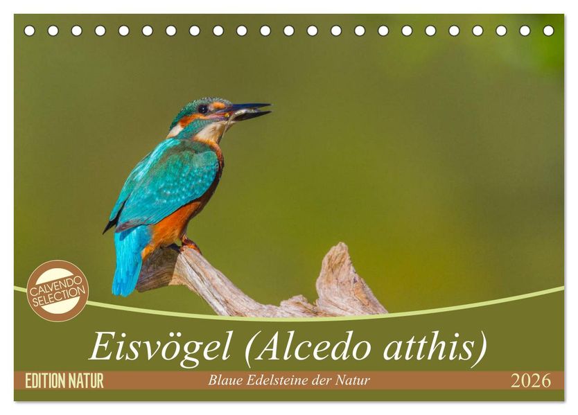 Eisvögel (Alcedo atthis) - Edelsteine der Natur (Tischkalender 2026 DIN A5 quer) CALVENDO Monatskalender
