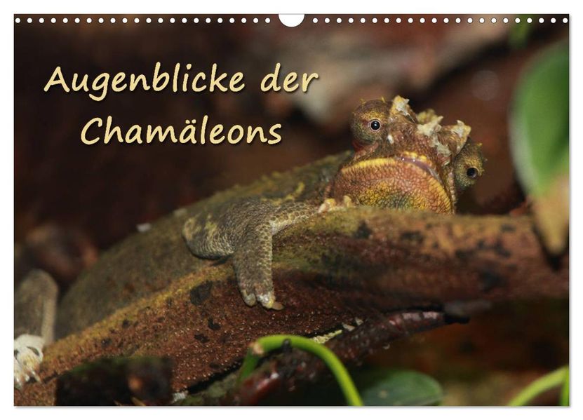 Augenblicke der Chamäleons (Wandkalender 2026 DIN A3 quer) CALVENDO Monatskalender