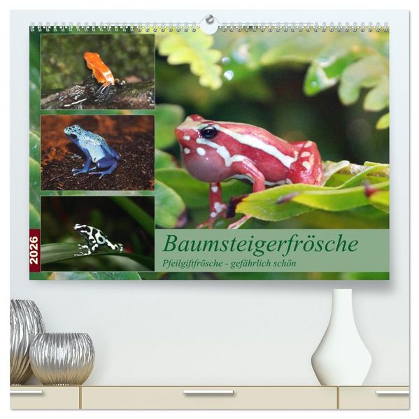 Baumsteigerfrösche. Pfeilgiftfrösche - gefährlich schön (hochwertiger Premium Wandkalender 2026 DIN A2 quer) Kunstdruck in Hochglanz