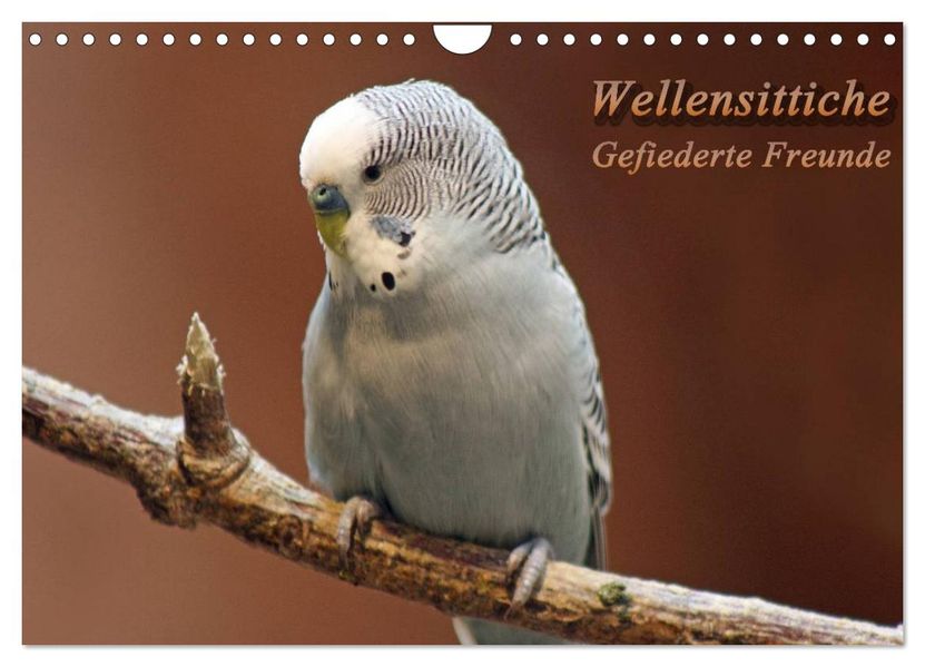 Wellensittiche - Gefiederte Freunde (Wandkalender 2026 DIN A4 quer) CALVENDO Monatskalender