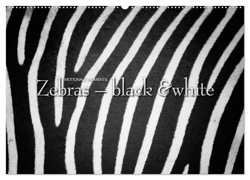 Emotionale Momente: Zebras - black & white. (Wandkalender 2026 DIN A2 quer) CALVENDO Monatskalender