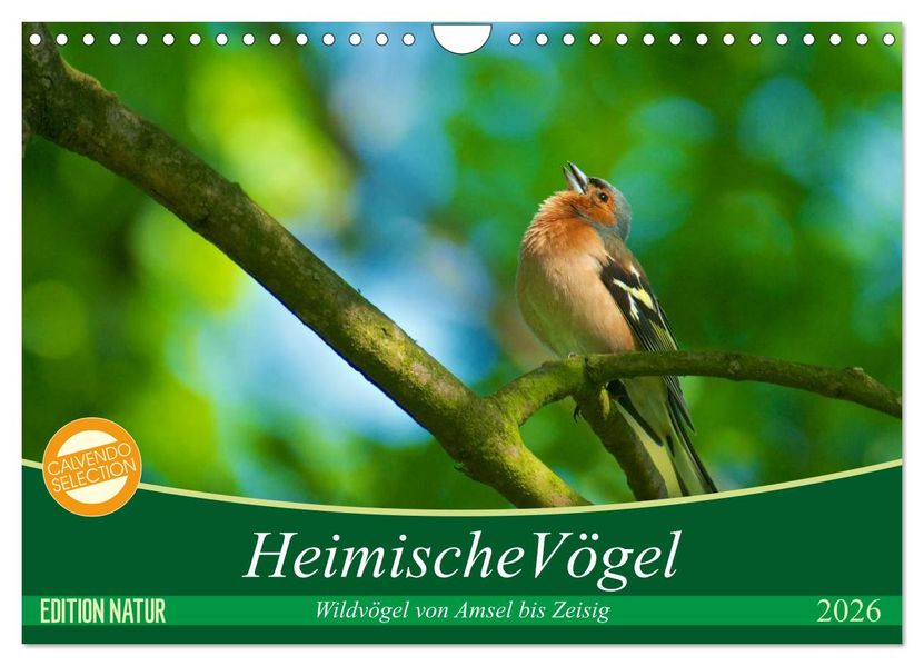 Heimische Vögel (Wandkalender 2026 DIN A4 quer) CALVENDO Monatskalender