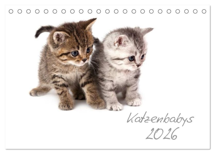 Katzenbabys (Tischkalender 2026 DIN A5 quer) CALVENDO Monatskalender