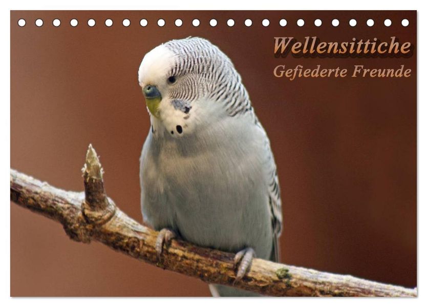 Wellensittiche - Gefiederte Freunde (Tischkalender 2026 DIN A5 quer) CALVENDO Monatskalender