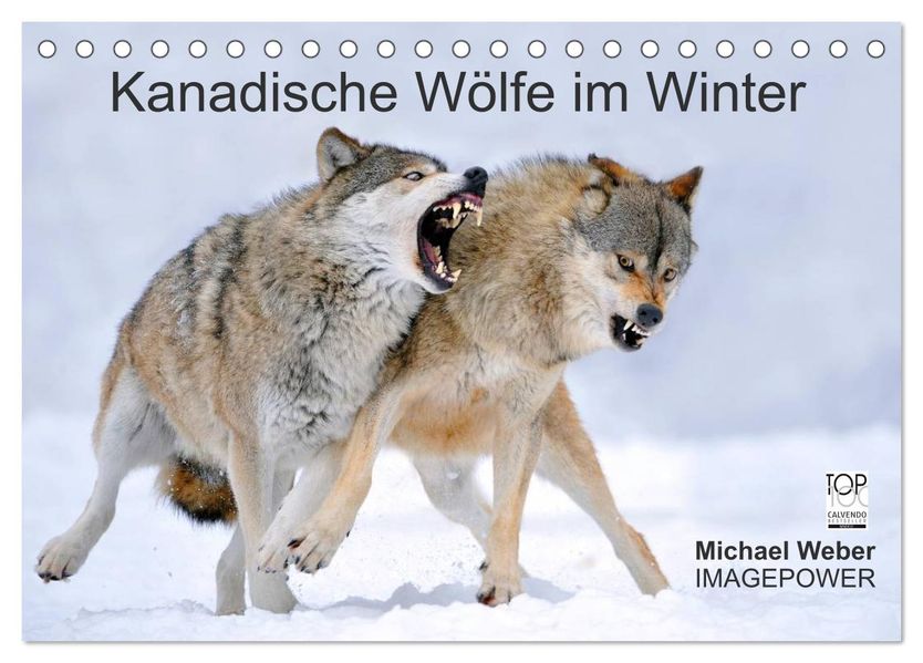 Kanadische Wölfe im Winter (Tischkalender 2026 DIN A5 quer) CALVENDO Monatskalender