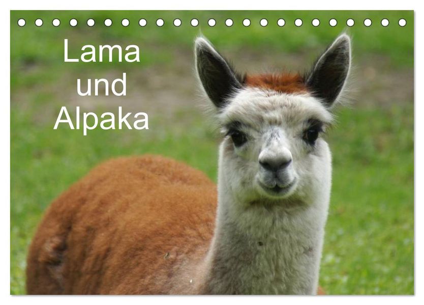 Lama und Alpaka (Tischkalender 2026 DIN A5 quer) CALVENDO Monatskalender