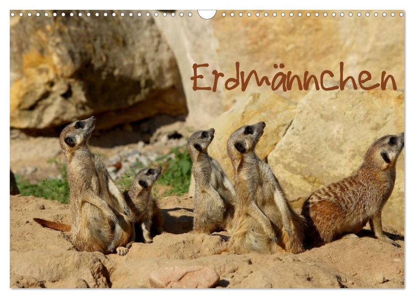 Erdmännchen (Wandkalender 2026 DIN A3 quer) CALVENDO Monatskalender