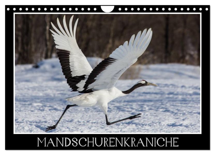 Mandschurenkraniche (Wandkalender 2026 DIN A4 quer) CALVENDO Monatskalender