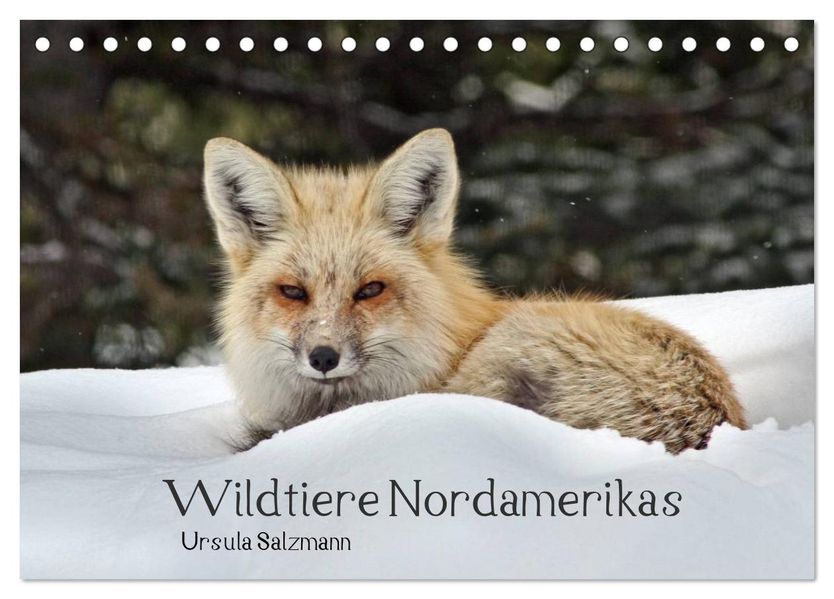Wildtiere Nordamerikas (Tischkalender 2026 DIN A5 quer) CALVENDO Monatskalender
