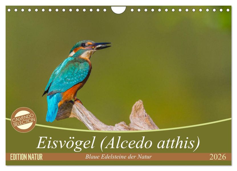 Eisvögel (Alcedo atthis) - Edelsteine der Natur (Wandkalender 2026 DIN A4 quer) CALVENDO Monatskalender
