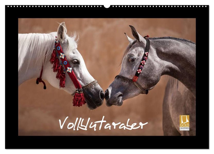 Vollblutaraber (Wandkalender 2026 DIN A2 quer) CALVENDO Monatskalender