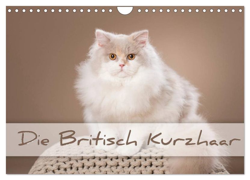 Die Britisch Kurzhaar (Wandkalender 2026 DIN A4 quer) CALVENDO Monatskalender