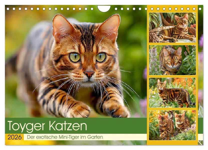 Toyger Katzen. Der exotische Mini-Tiger im Garten (Wandkalender 2026 DIN A4 quer) CALVENDO Monatskalender