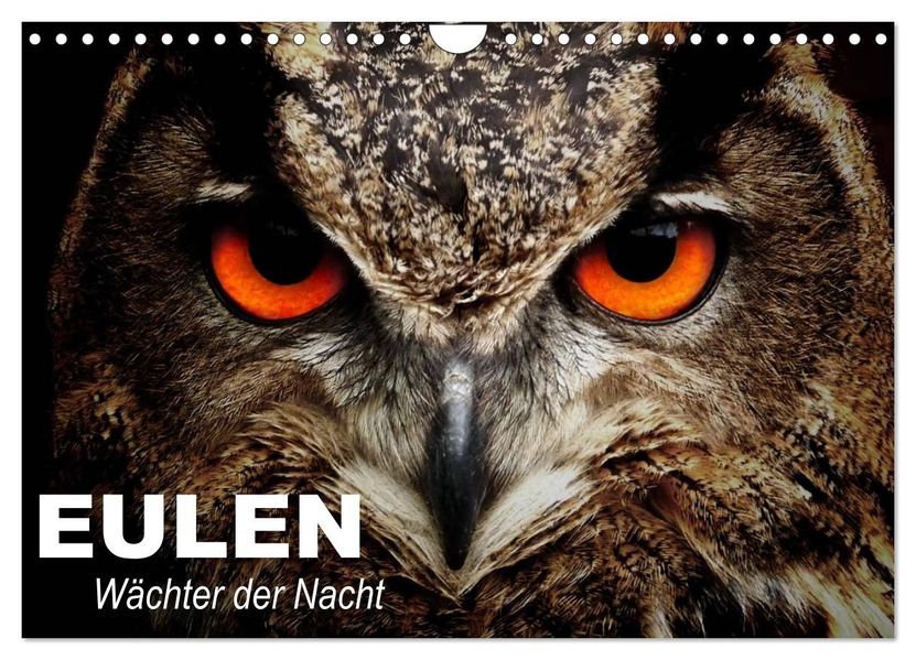 Eulen. Wächter der Nacht (Wandkalender 2026 DIN A4 quer) CALVENDO Monatskalender