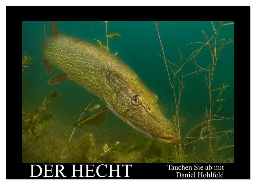 Der Hecht - Tauchen Sie ab mit Daniel Hohlfeld (Wandkalender 2026 DIN A2 quer) CALVENDO Monatskalender