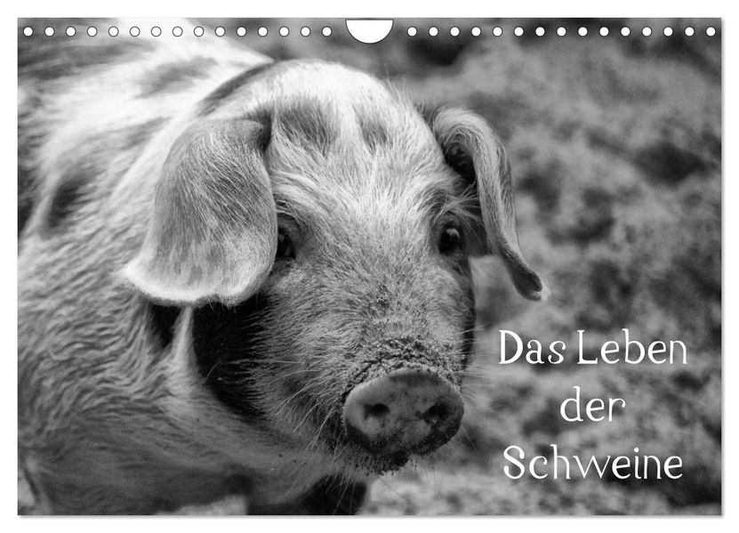 Das Leben der Schweine (Wandkalender 2026 DIN A4 quer) CALVENDO Monatskalender