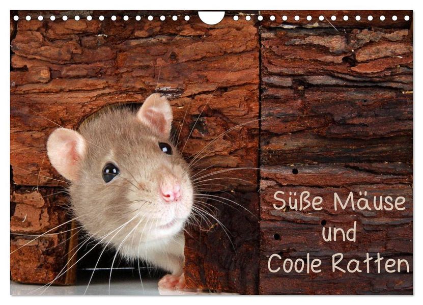 Süße Mäuse und Coole Ratten (Wandkalender 2026 DIN A4 quer) CALVENDO Monatskalender