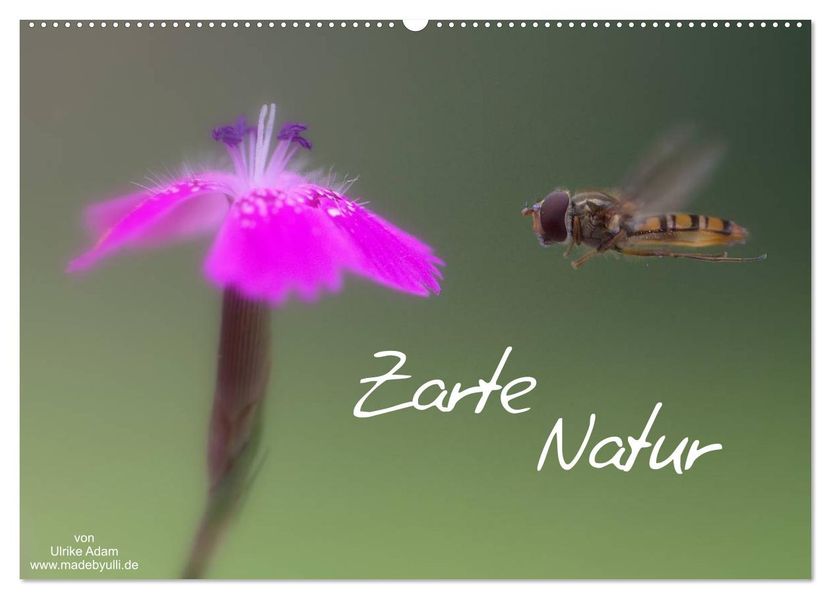 Zarte Natur 2026 (Wandkalender 2026 DIN A2 quer) CALVENDO Monatskalender