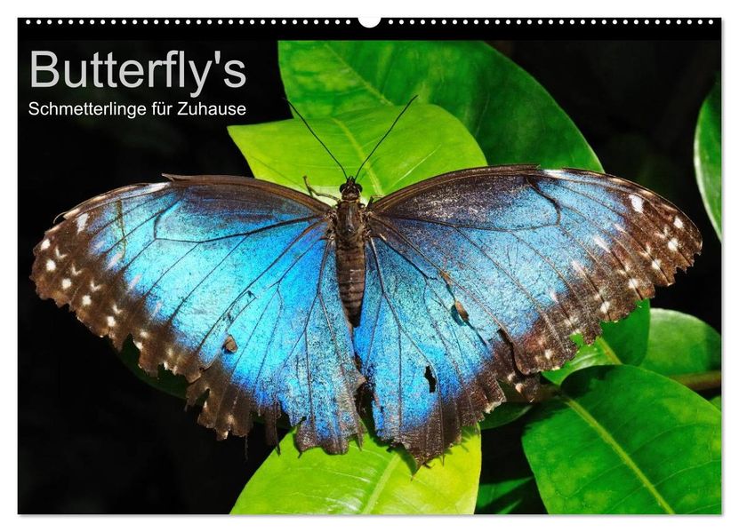 Butterfly's - Schmetterlinge für Zuhause (Wandkalender 2026 DIN A2 quer) CALVENDO Monatskalender